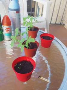 Strawberries and tomatoes growing on my balcony.
